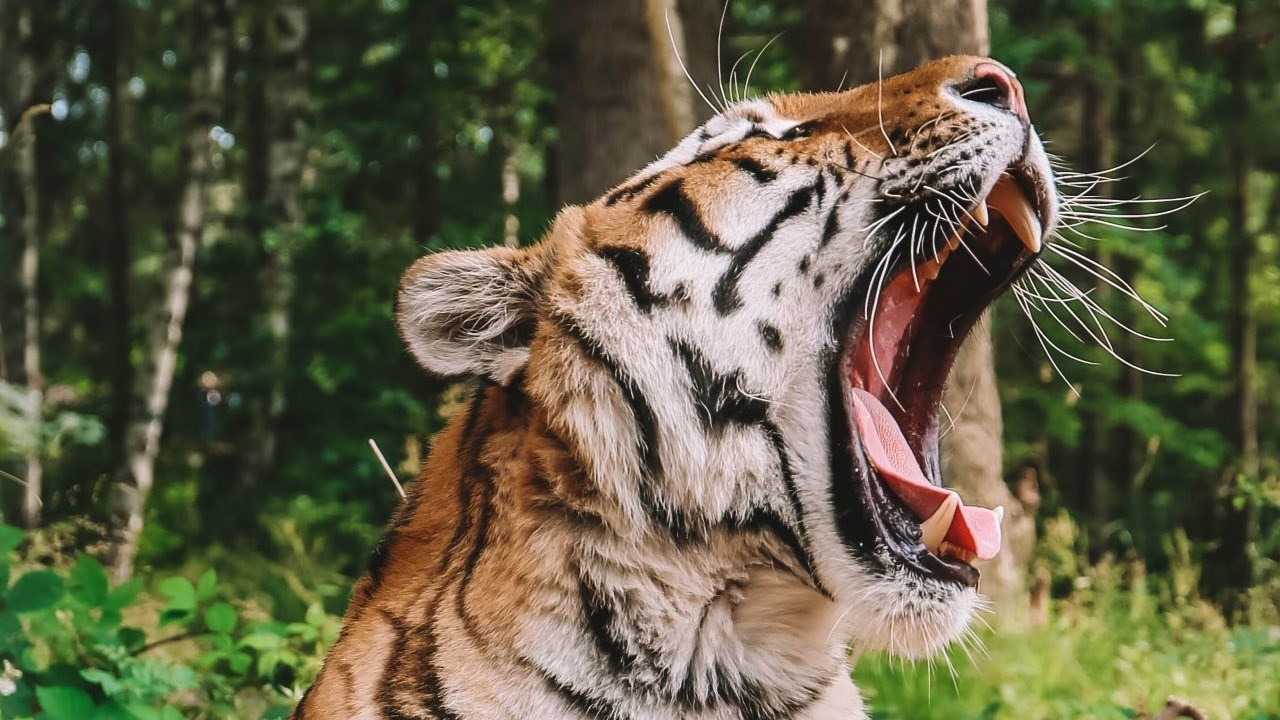 Oplev en super søndag i Knuthenborg Safaripark sammen med 3F - 3F